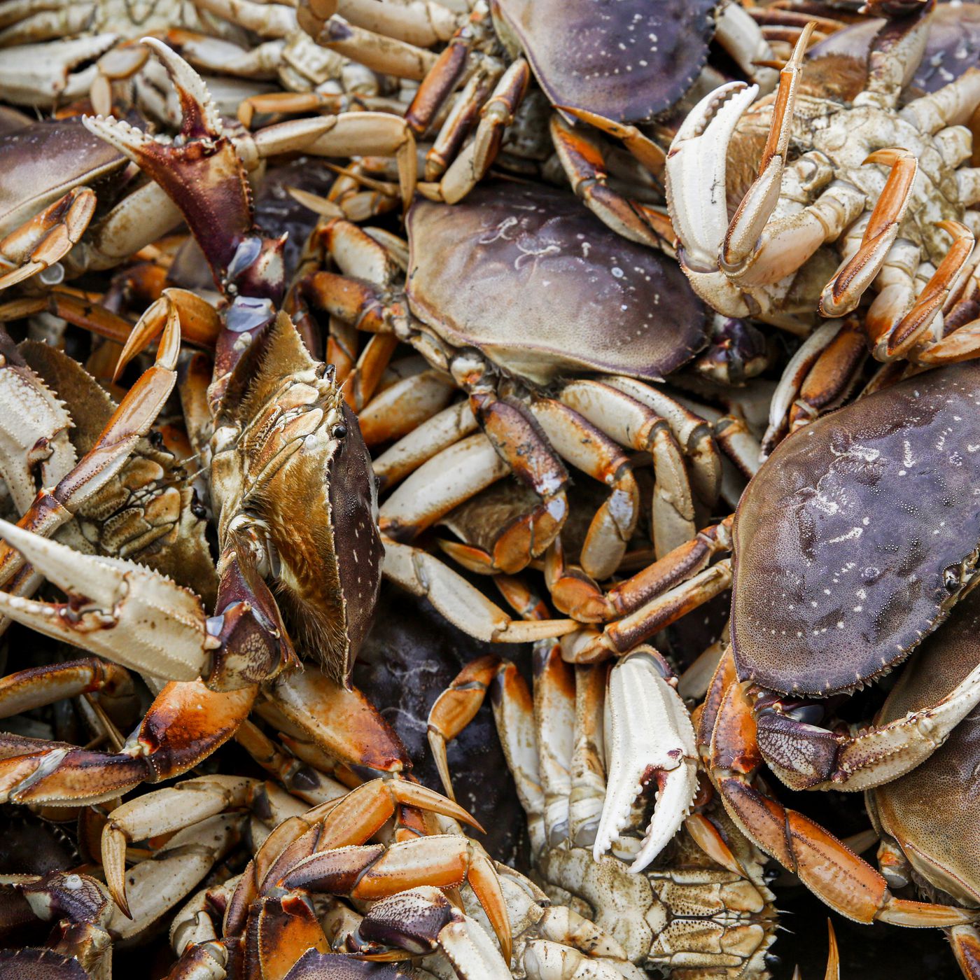 About dungeness crab