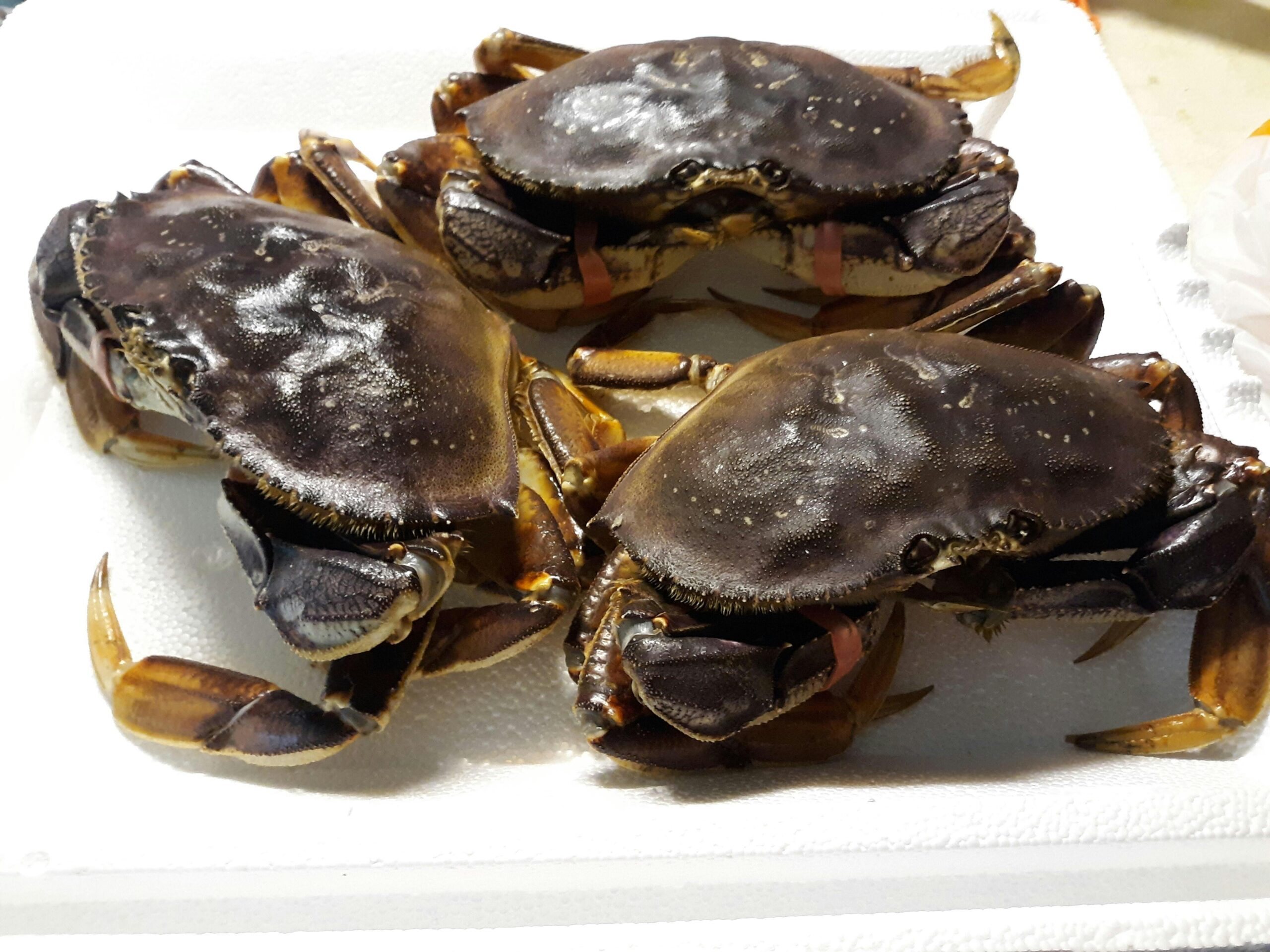 About dungeness crabs