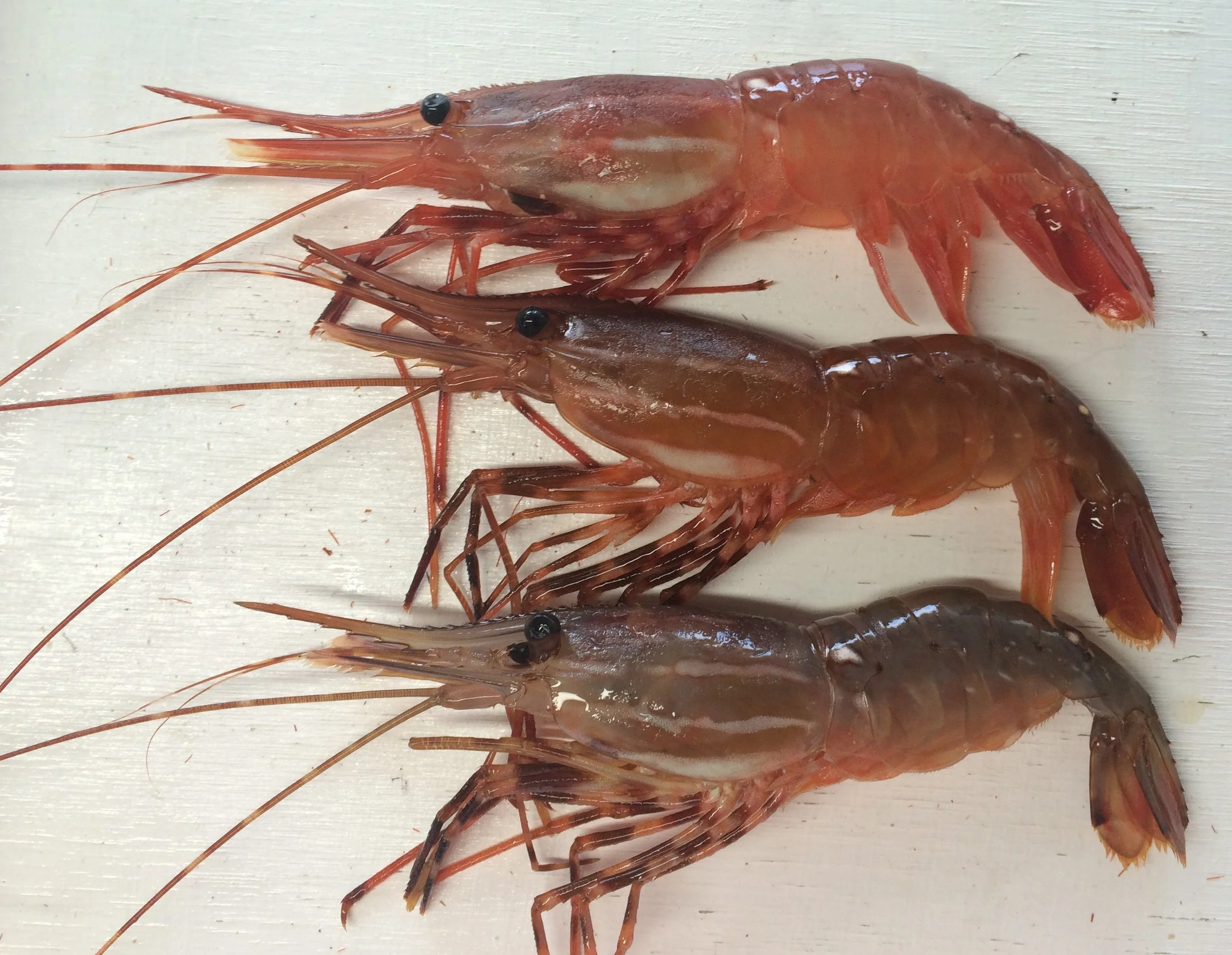 About shrimps