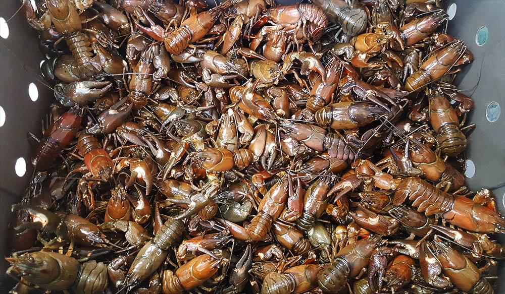 About crawfish