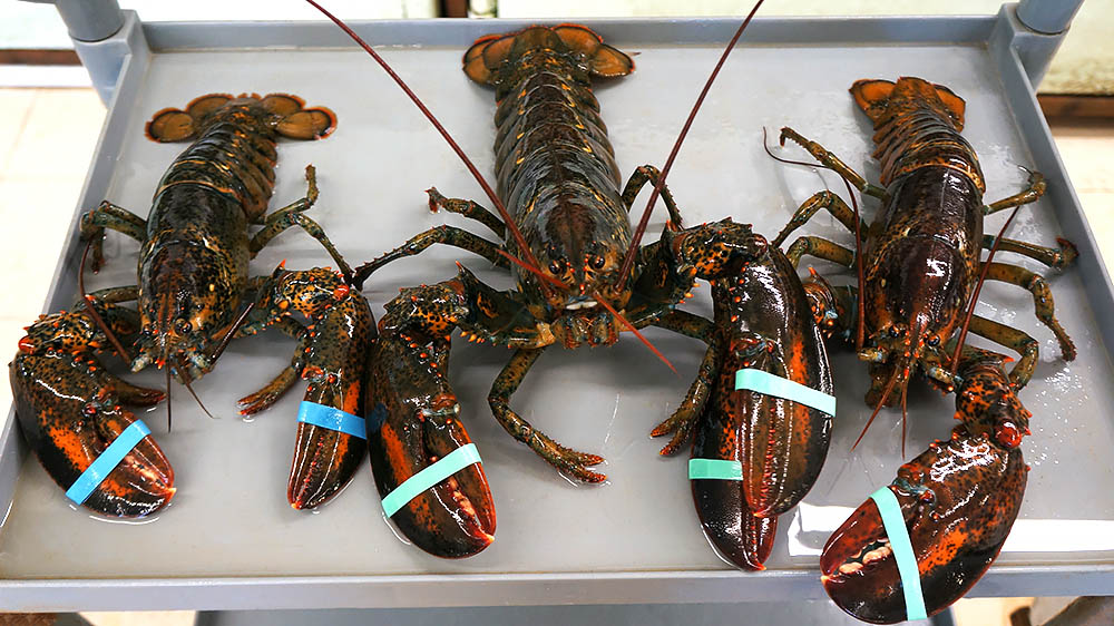 About mainelobster 1