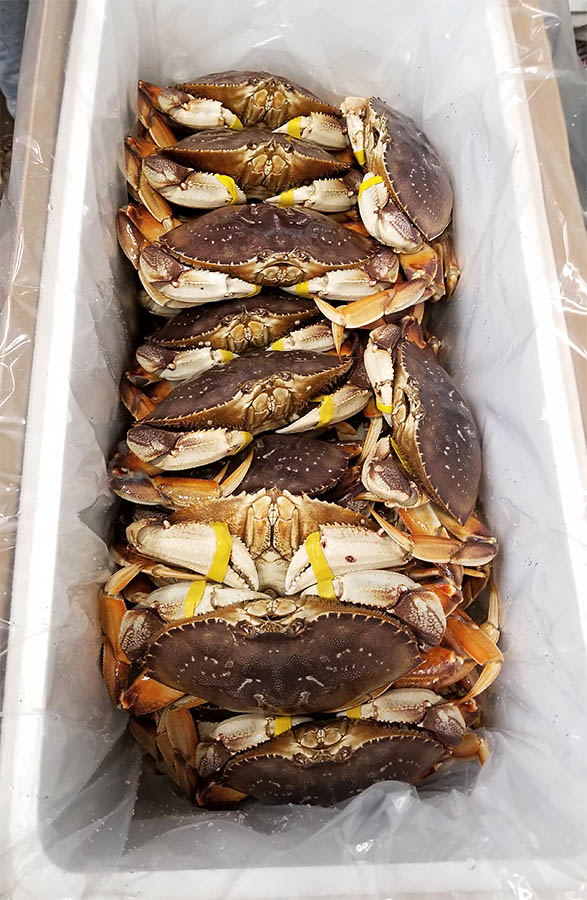 Dungeness Crab for Sale