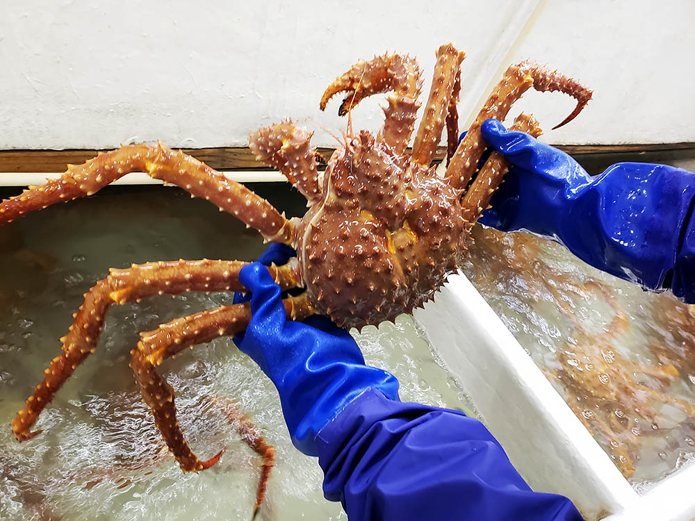 kingcrab 6 kingcrab 6
