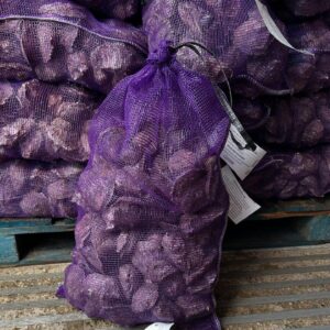 Oysters for Sale