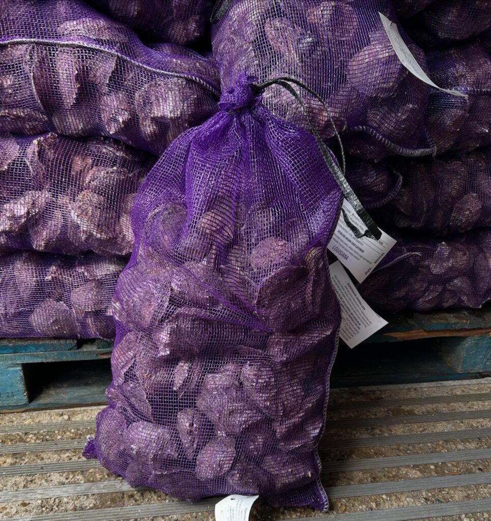 Oysters for Sale