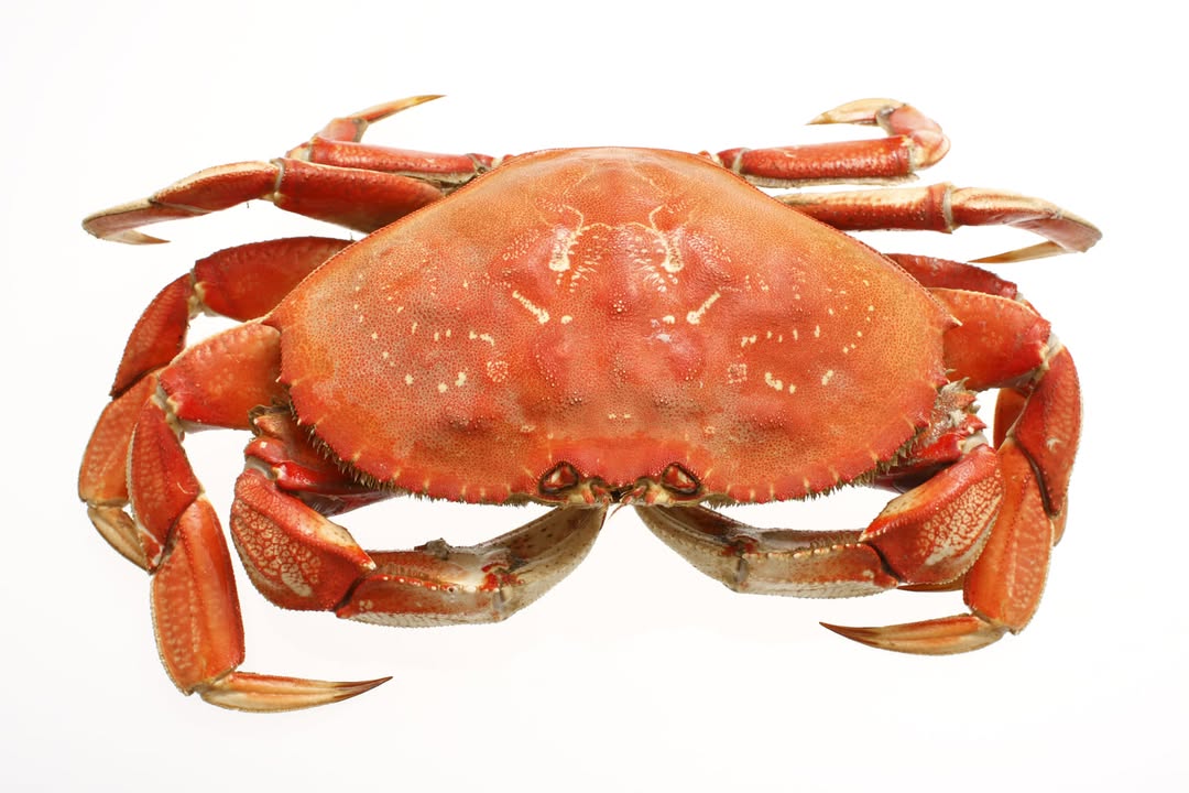 dungeness crab dungeness crab for sale