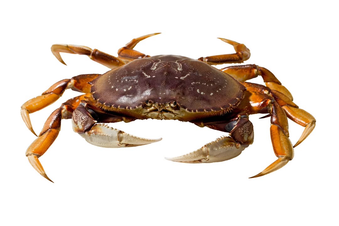 484661866 9860579093975242 4772895913836996933 n Dungeness Crab for Sale