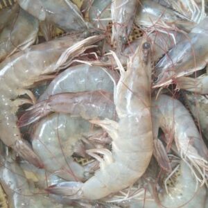 Shrimp for Sale