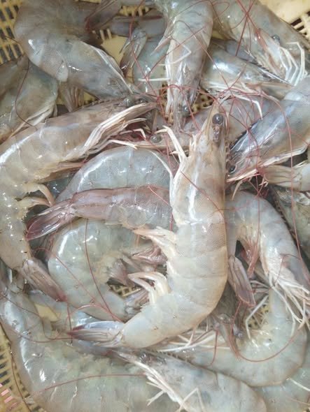 Shrimp for Sale