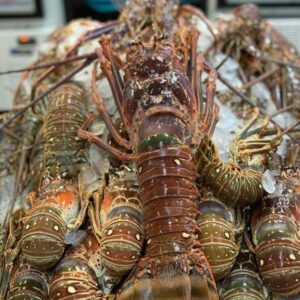 Lobster from Pacific Fresh Crabs & Lobsters