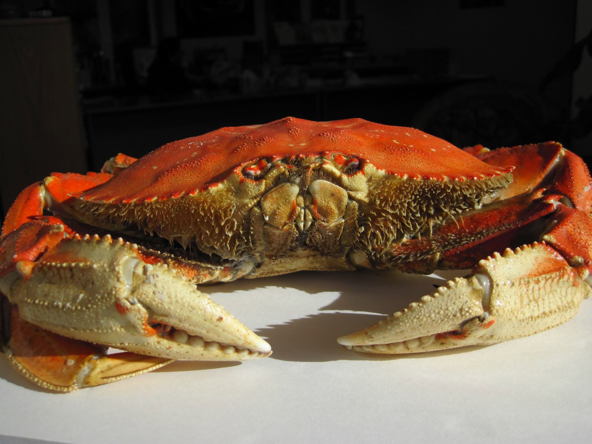 556524814 24550659394585154 441819770432455829 n Dungeness Crab for Sale