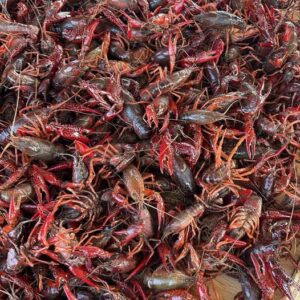 Crawfish for sale from Pacific Fresh Crabs & Lobsters