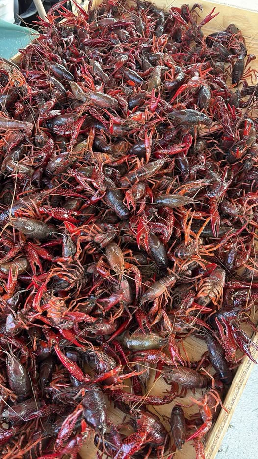 Crawfish for sale from Pacific Fresh Crabs & Lobsters
