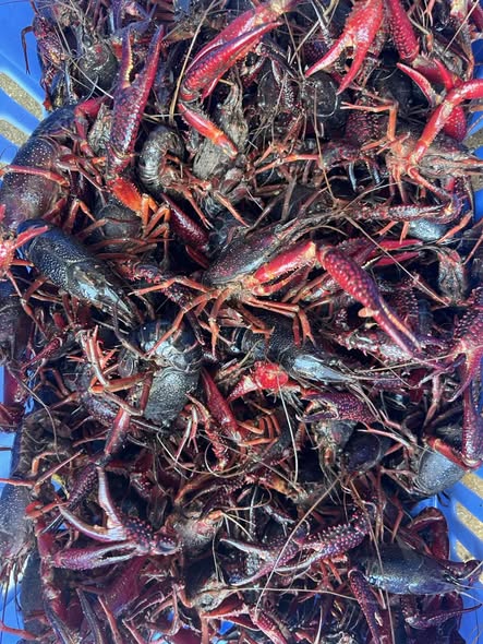Crawfish for Sale Crawfish for sale from Pacific Fresh Crabs & Lobsters