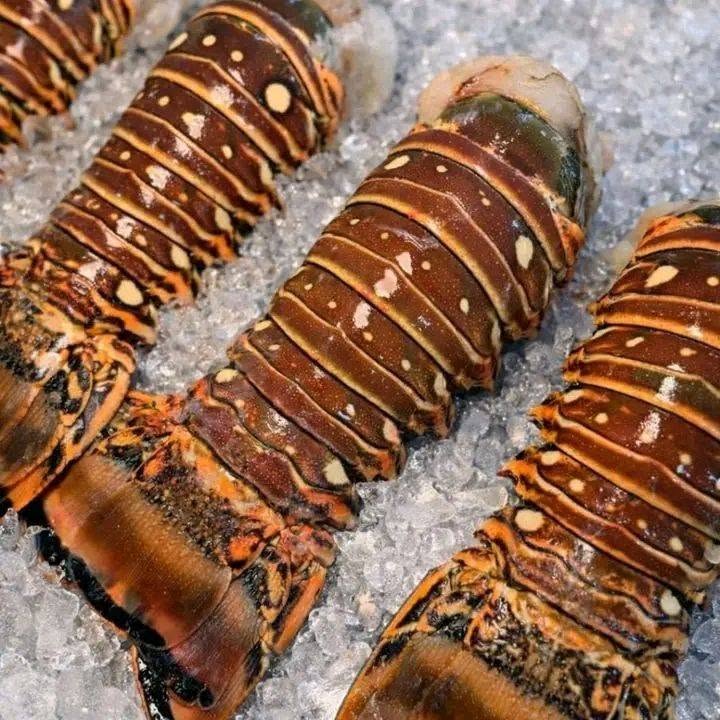 753652068 122106770271398694 77480269878395376 n Lobster Tail for Sale