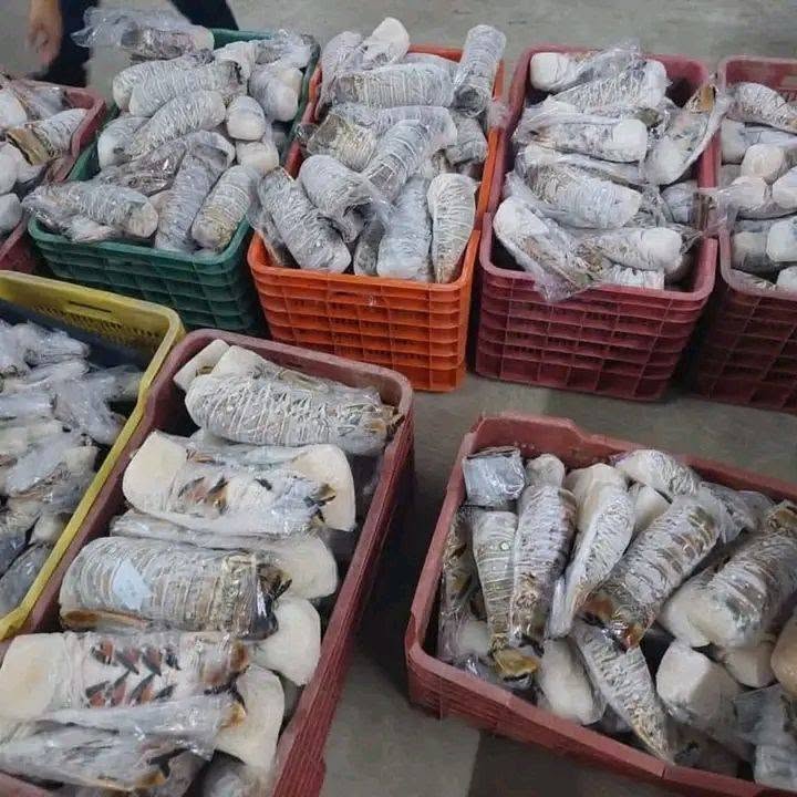 753970732 122106770313398694 1411212148449743279 n Lobster Tail for Sale