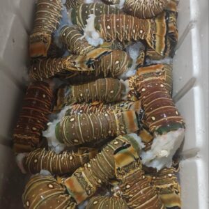 Lobster Tail for Sale