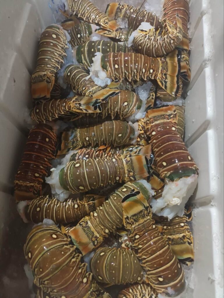 Lobster Tail for Sale