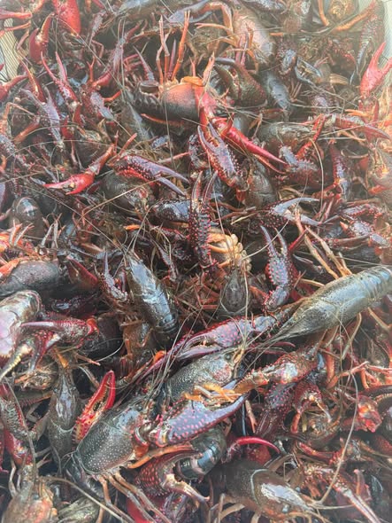 Crawfish for sale Crawfish for sale