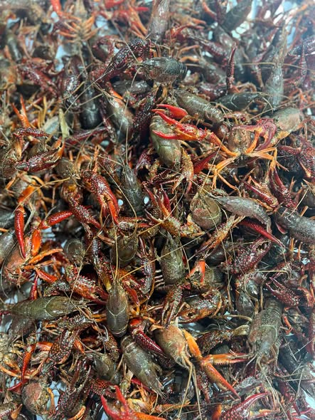 Crawfish for Sale Crawfish for sale