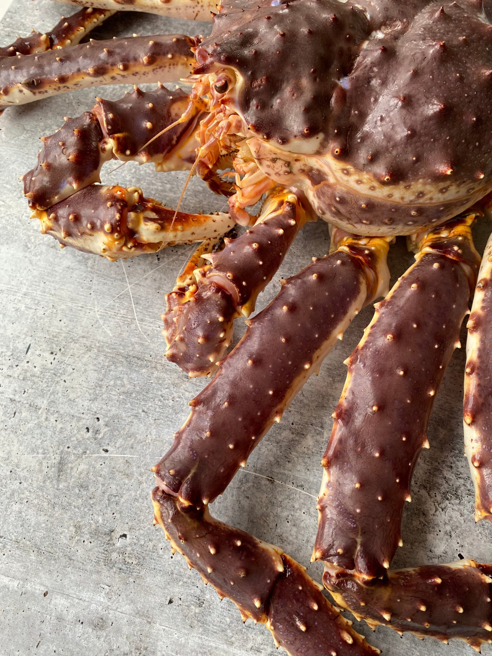 About kingcrab 24
